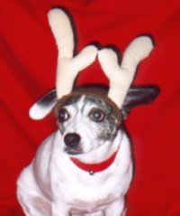 Deer Kylie
