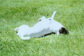 a roll burst