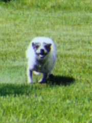 A run burst