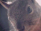 Cheeky Squirrel