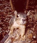 Nosey squirrell