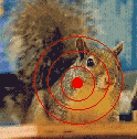 My friend the squirrel
