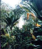 Flora and Fauna