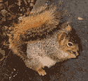 Enemy-Squirrel