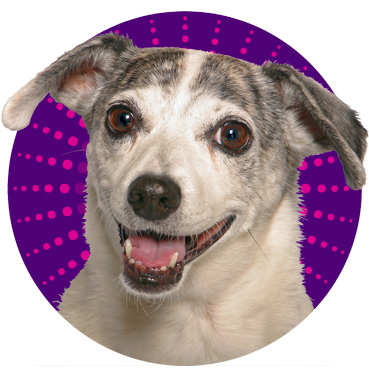 Kylie the Superdog!
