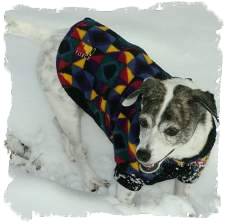 Snow Puppy